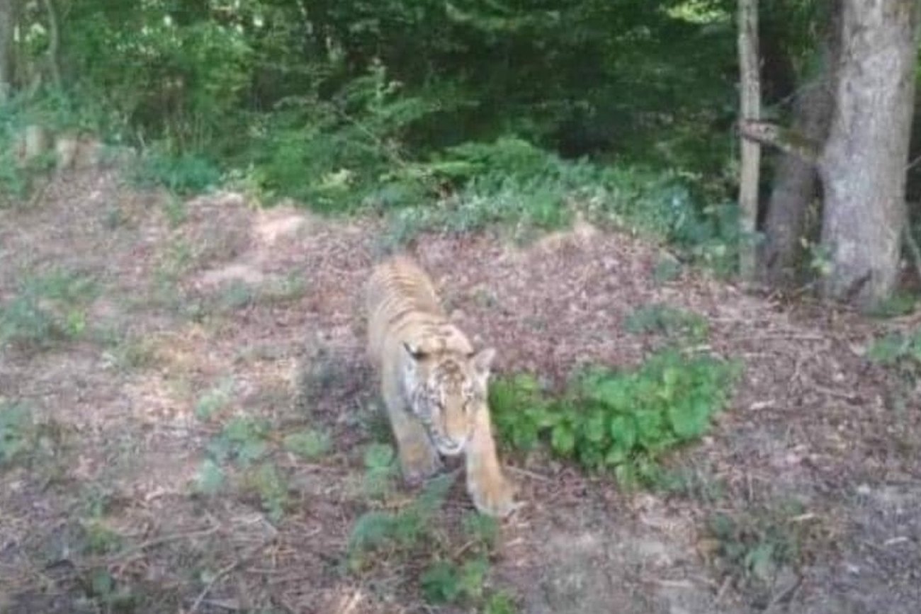 Tygrys uciekł z zoo. Słowackie służby chcą go schwytać