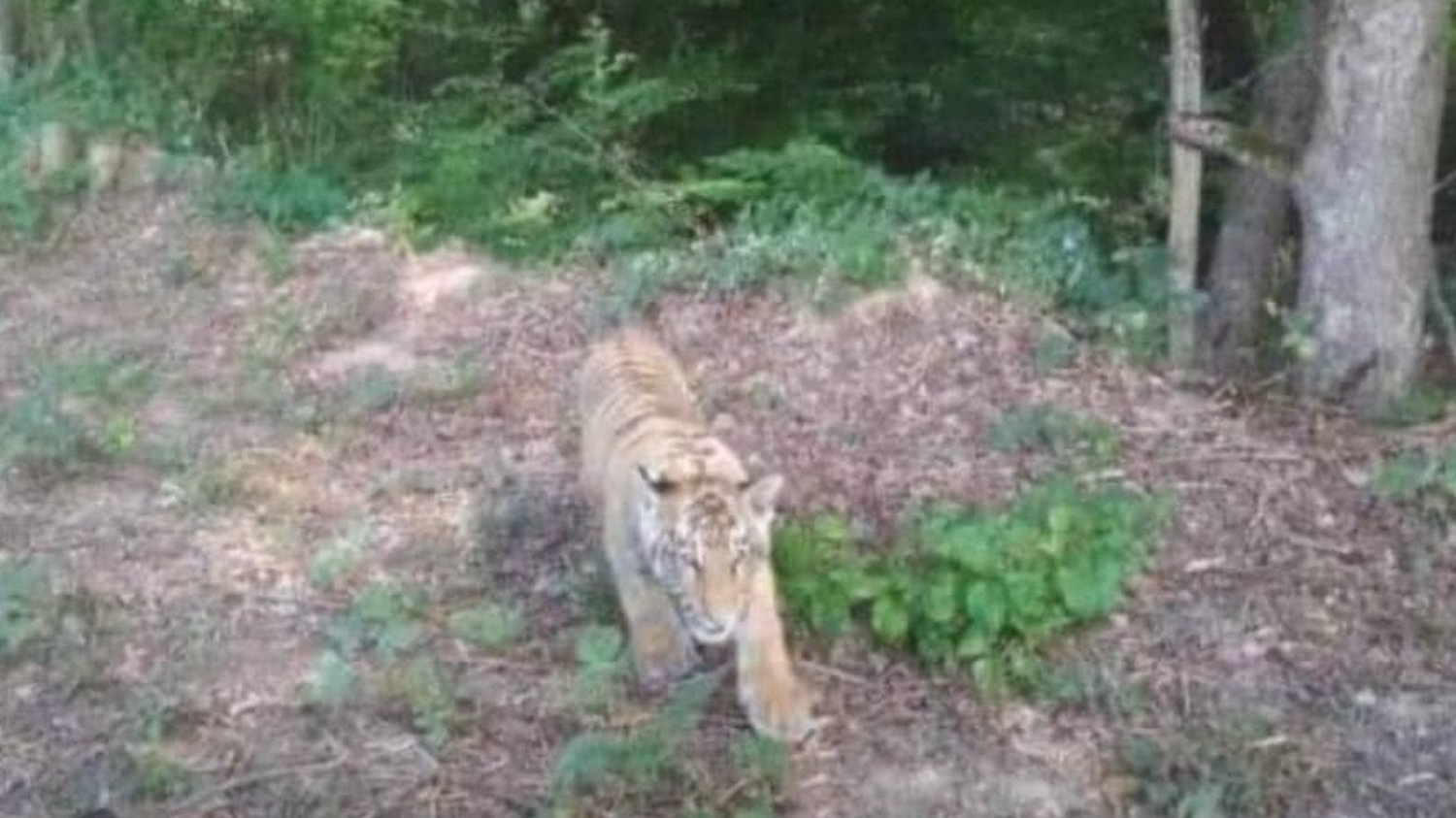 Tygrys uciekł z zoo. Słowackie służby chcą go schwytać