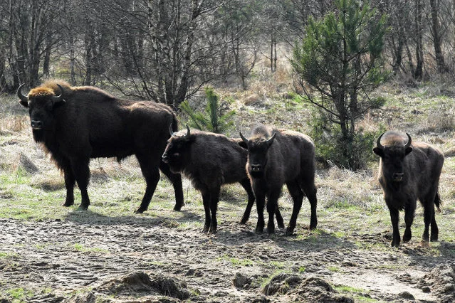 Białowieski Park Narodowy straci kontrolę nad populację żubrów?