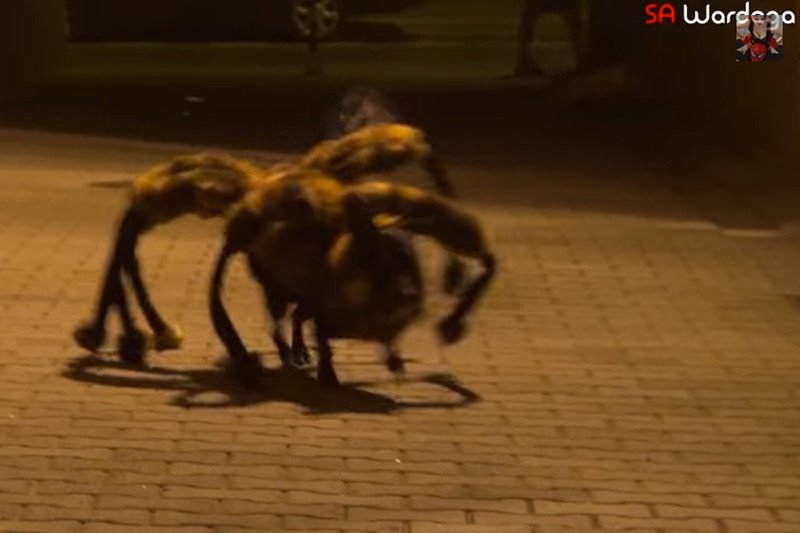 Tym razem SA Wardęga przesadził. Happening z pająkiem gigantem mógł się skończyć tragedią