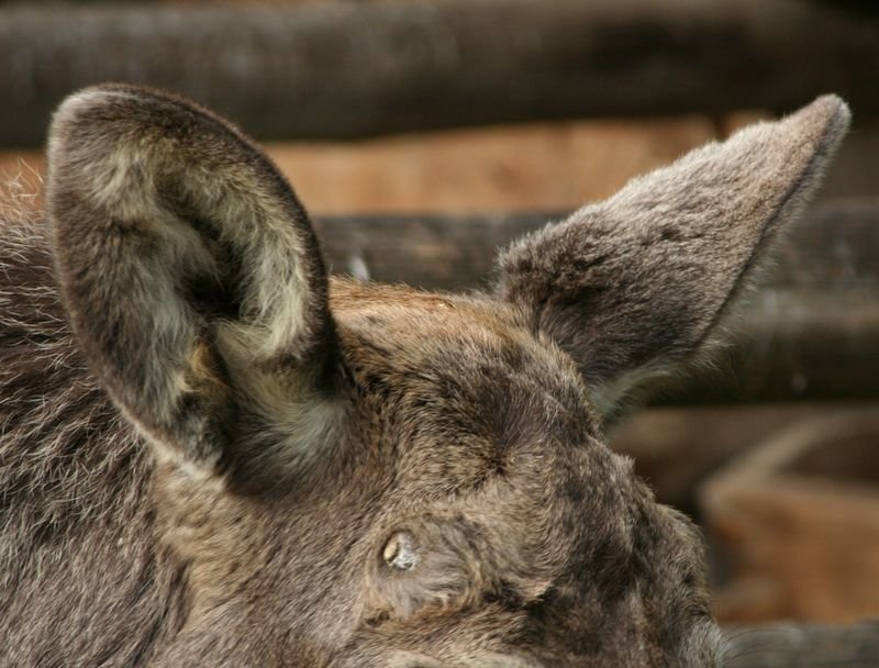 Łosie powinny być nadal pod szczególną ochroną.