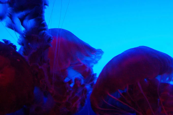 Turritopsis dohrnii - nieśmiertelna meduza
