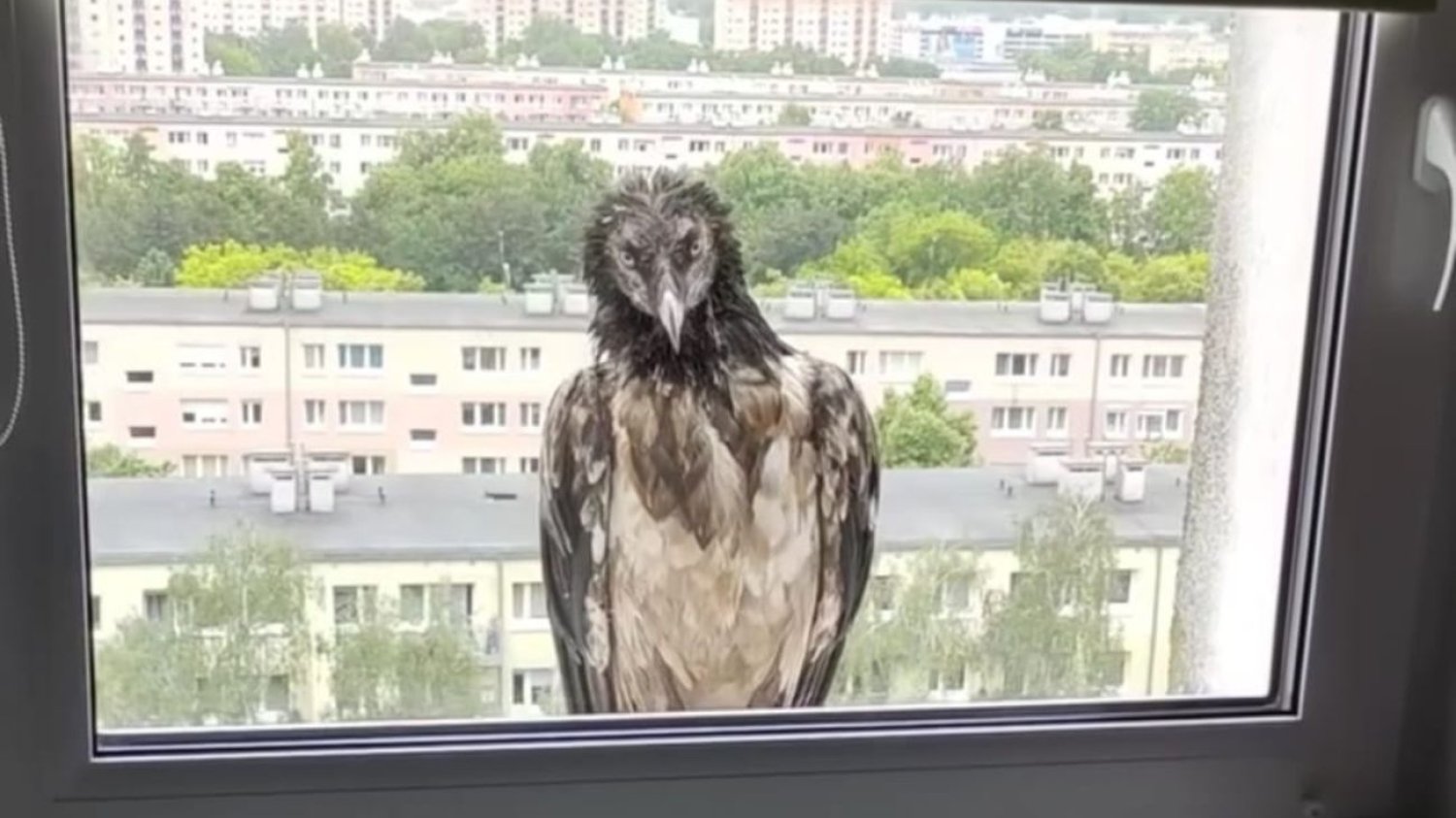 Orłosęp przysiadł na parapecie mieszkania w Poznaniu