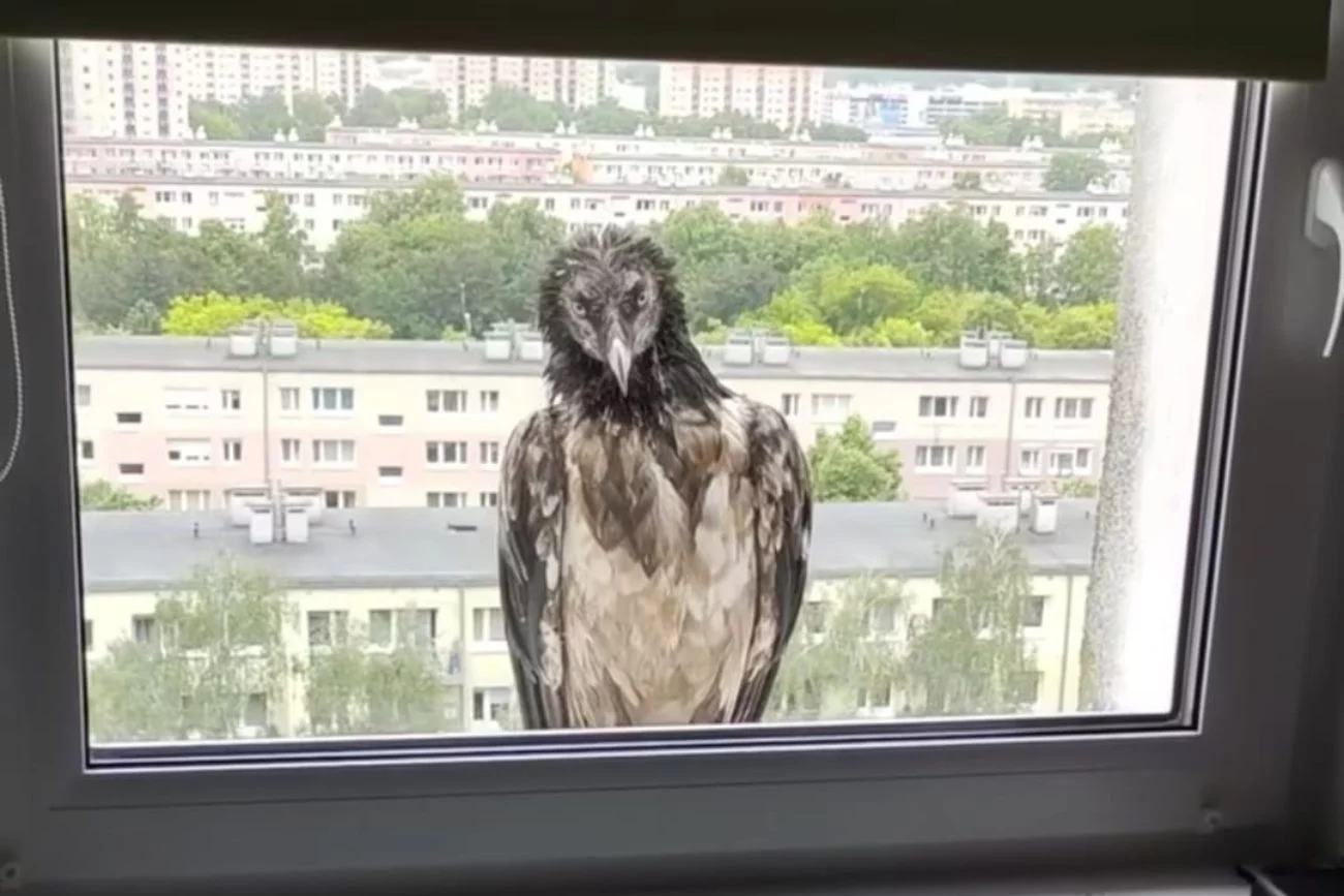 Orłosęp przysiadł na parapecie mieszkania w Poznaniu