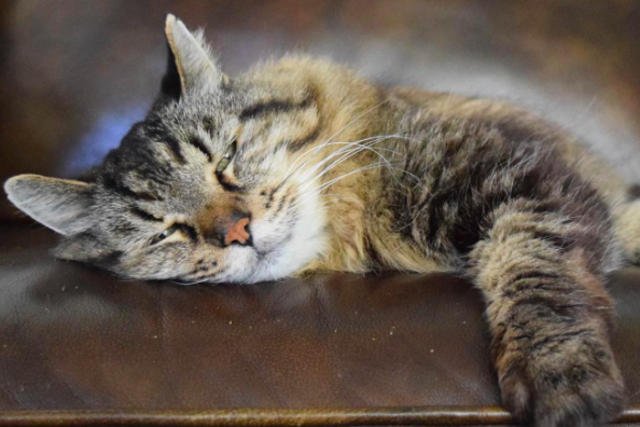 Corduroy ma 26 lat, co czyni go najstarszym żyjącym kotem na świecie.