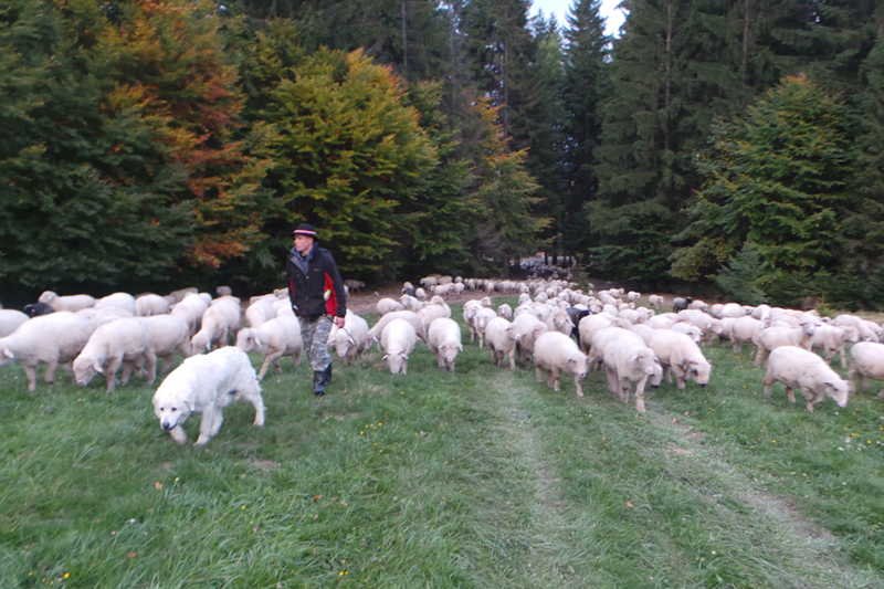 Wypas owiec to ciężka praca, ale widok gór jesienią wiele wynagradza.