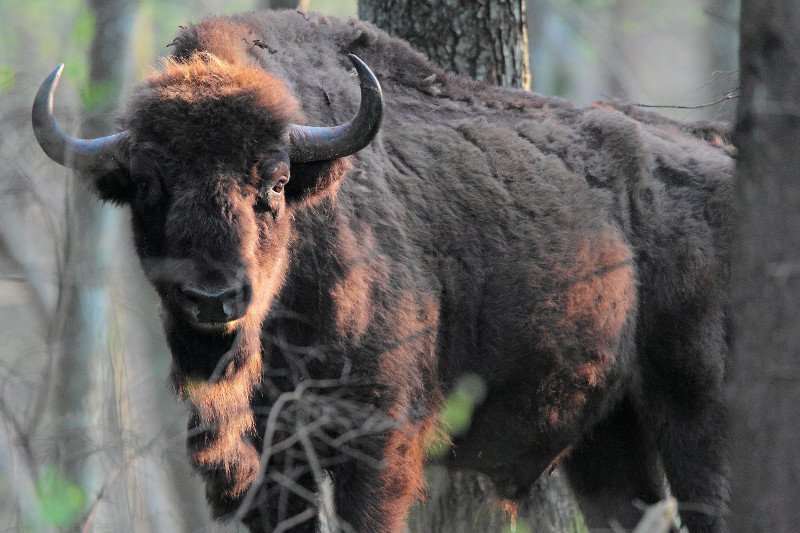W Puszczy Białowieskiej dojdzie do zwiększenia wycinki drzew?