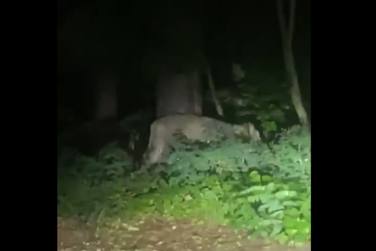 Po ulicach Berlina biega lew, 100 policjantów szuka dzikiego kota