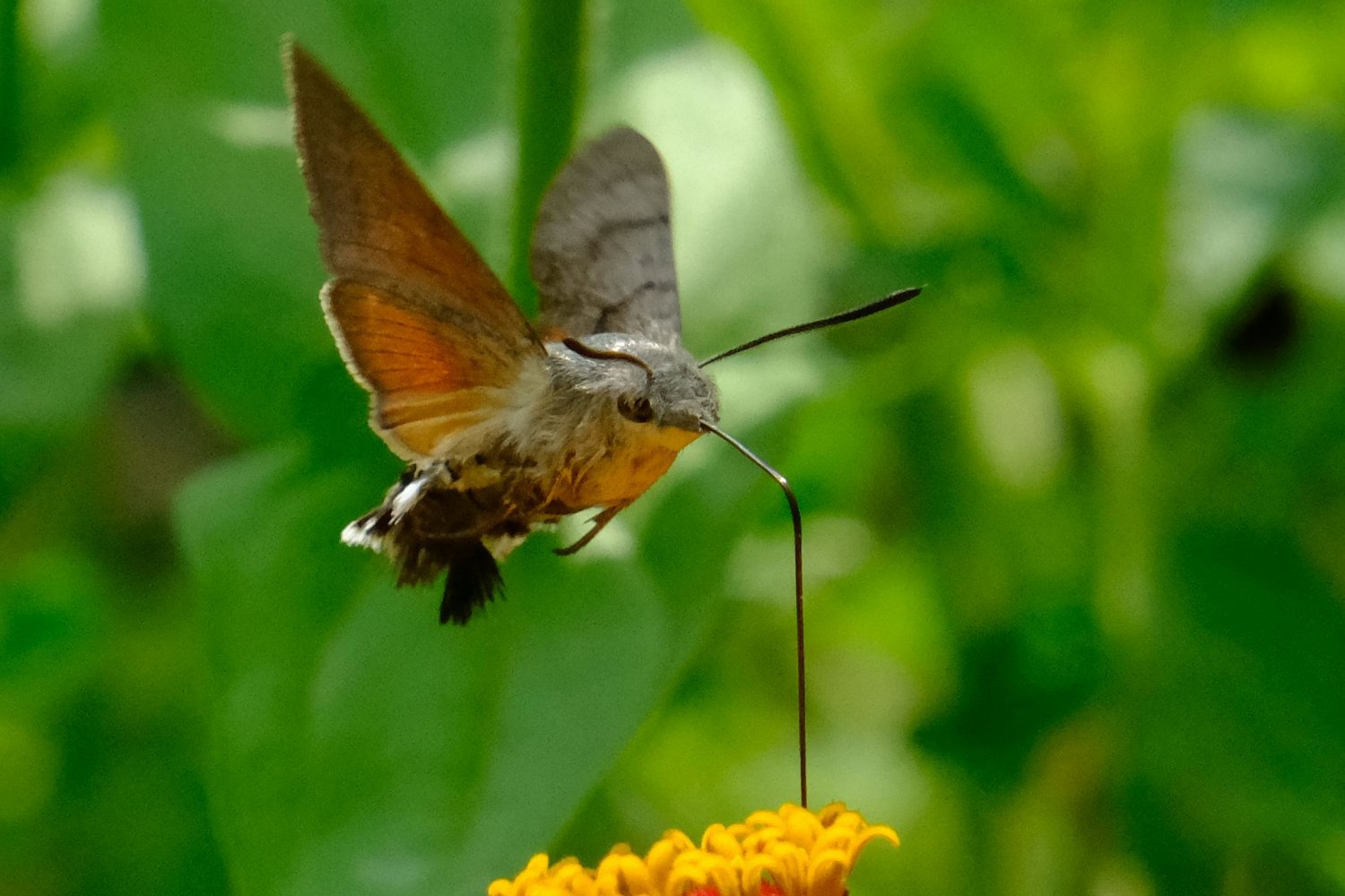 Wygląda jak koliber, ale nim nie jest. Nie panikujmy, gdy przyleci na nasz balkon lub do ogrodu