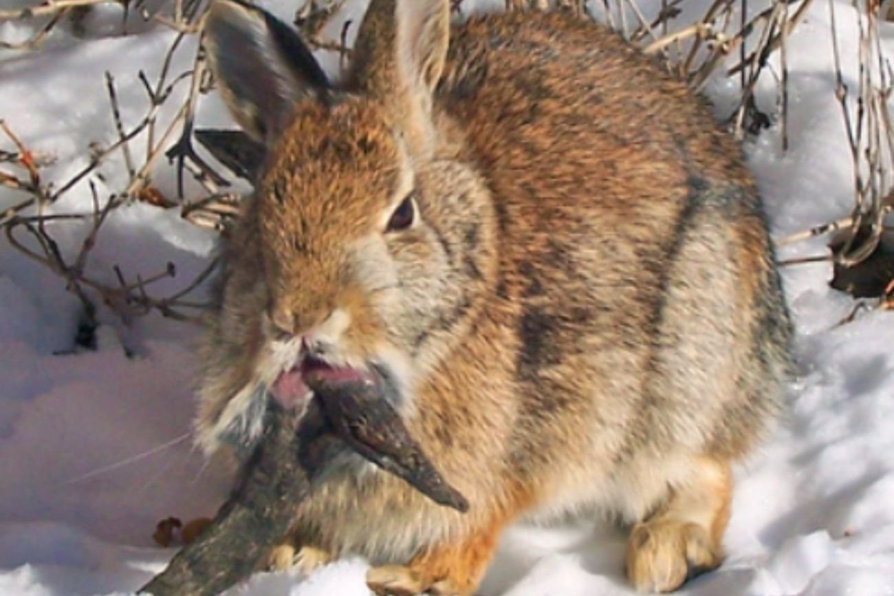 Mają rogi i budzą skojarzenia z horrorami. Oto nietypowe "króliki zombie" w Kolorado
