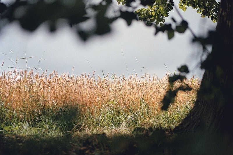 Uszkodzony kabel prowadził do niezamieszkanej od lat chałupy.