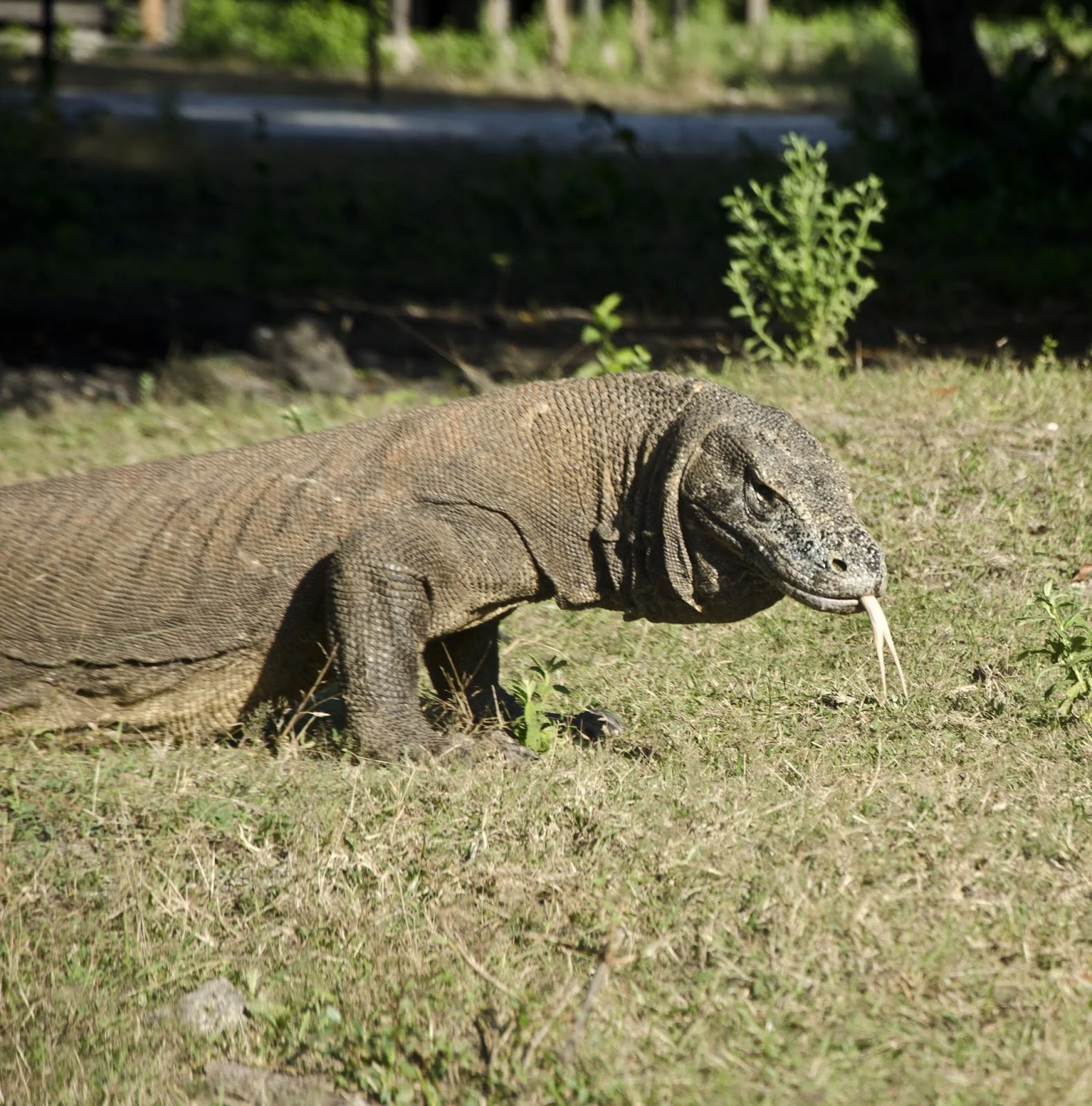 Waran, Komodo. Indonezja.