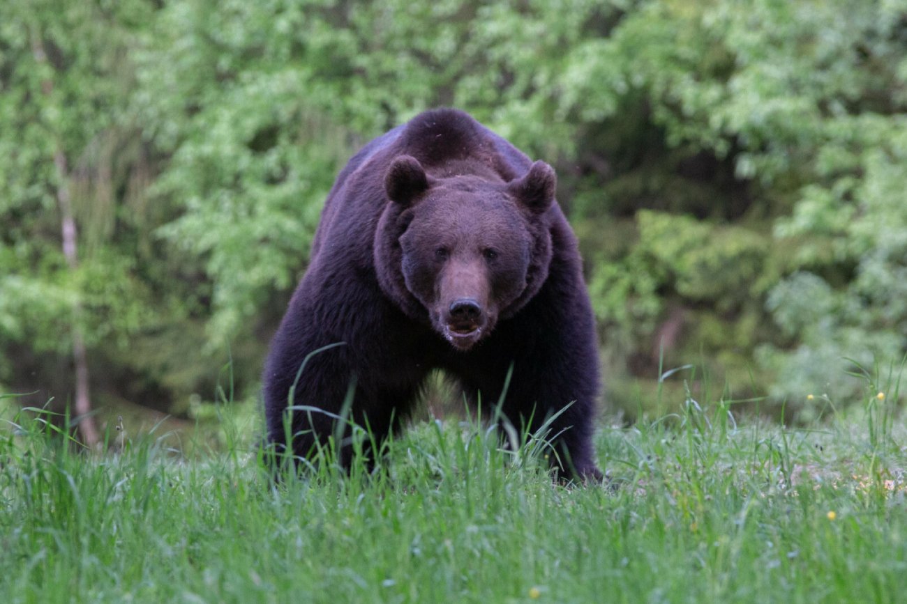 Niedźwiedź w lasach na Podhalu i w Pieninach. Gmina Łapsze Niżne ostrzega