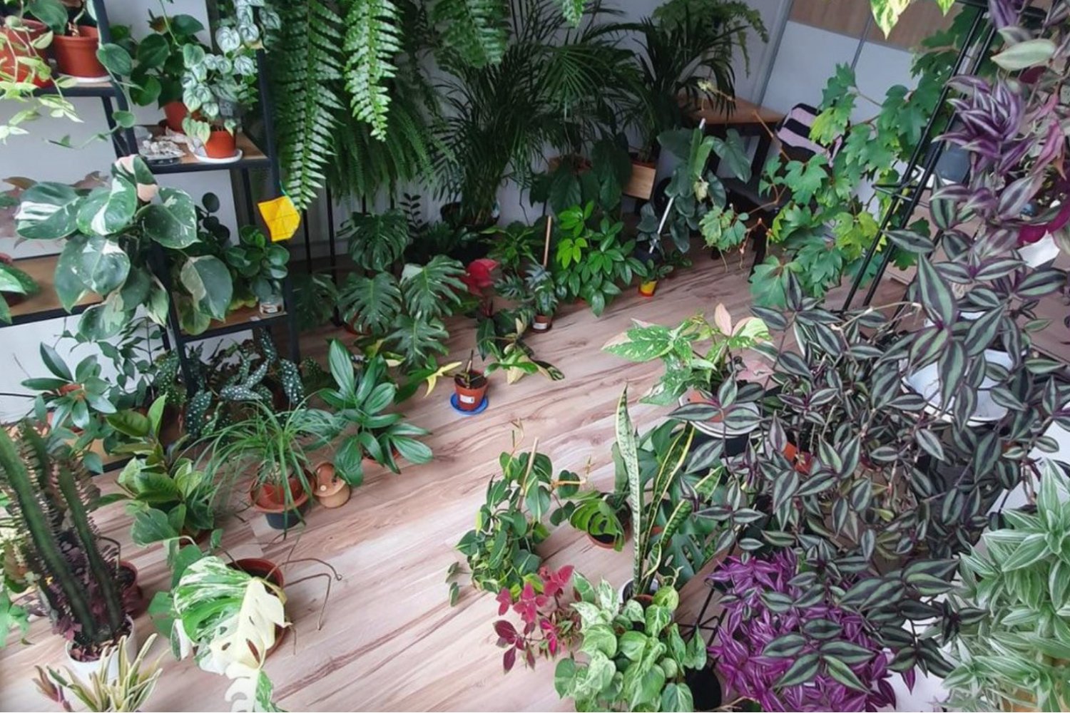 Niektórzy roślinomaniacy mają w mieszkaniach nawet kilkaset kwiatów