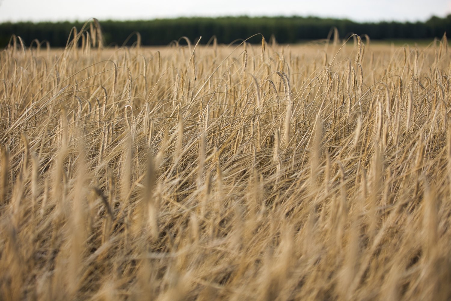 Kondycja gleby w Polsce. Pierwszy taki film dokumentalny