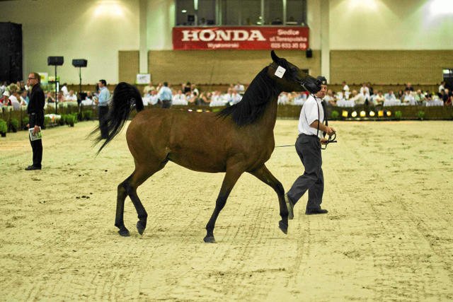 Senator PiS z Podlasia Jan Dobrzyński ma stać za odwołaniami prezesów stadnin.