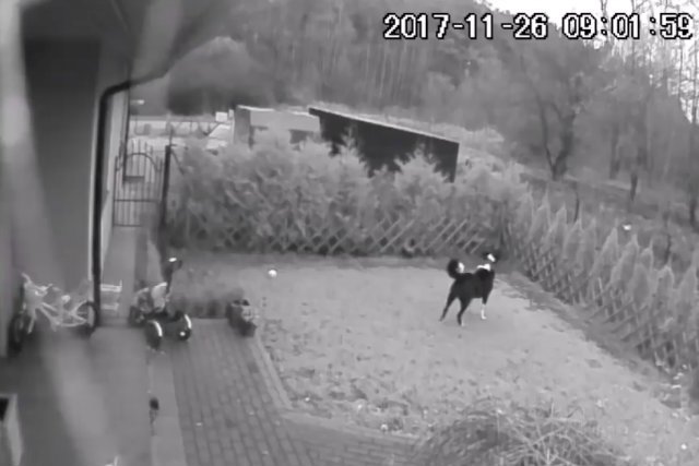 Na osiedlu domków jednorodzinnych koło Poznania psy miały rozszarpać jelenia na oczach przerażonych mieszkańców i ich dzieci