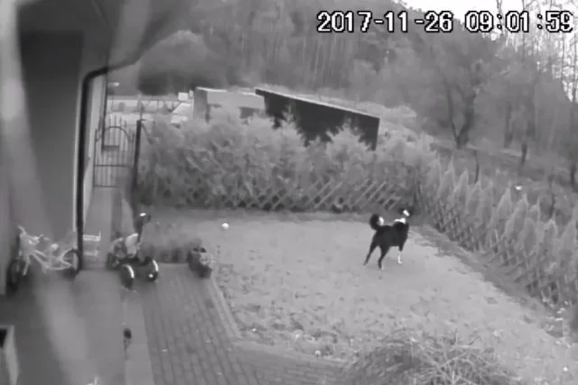 Na osiedlu domków jednorodzinnych koło Poznania psy miały rozszarpać jelenia na oczach przerażonych mieszkańców i ich dzieci