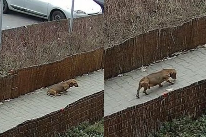 63-latek z Puław skopał swojego psa na śmierć. 63-latek z Puław skopał swojego psa na śmierć.