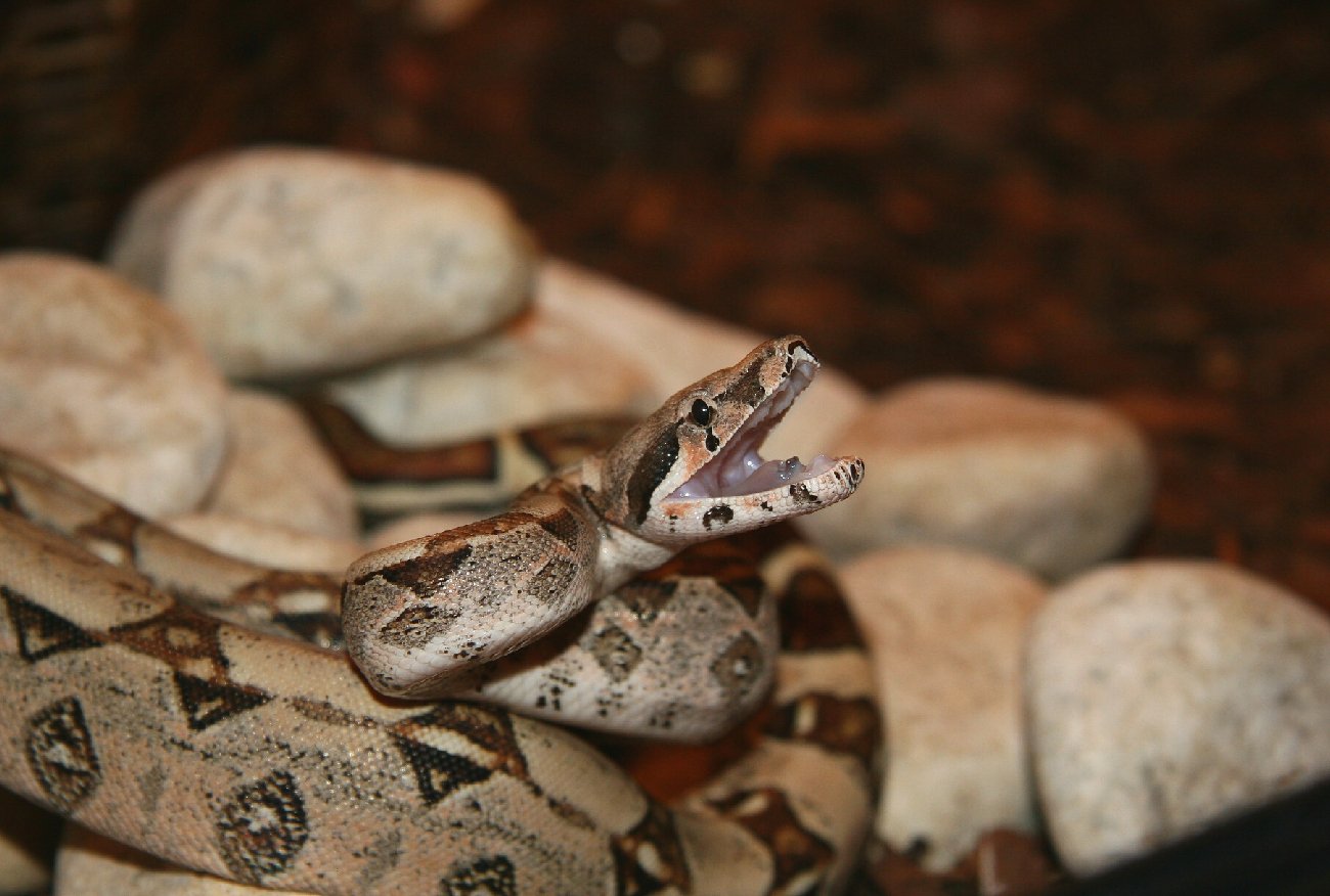 Węże w Chorwacji. Media piszą o pladze. Wiadomo, kiedy zachować ostrożność.