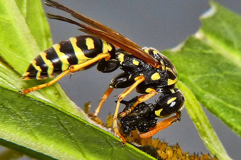 Chińskie władze nakazują likwidować gniazda szerszeni.