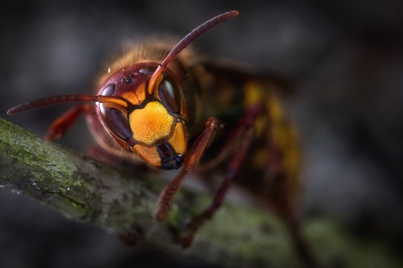 Użądlenie szerszenia może być niebezpieczne dla zdrowia.