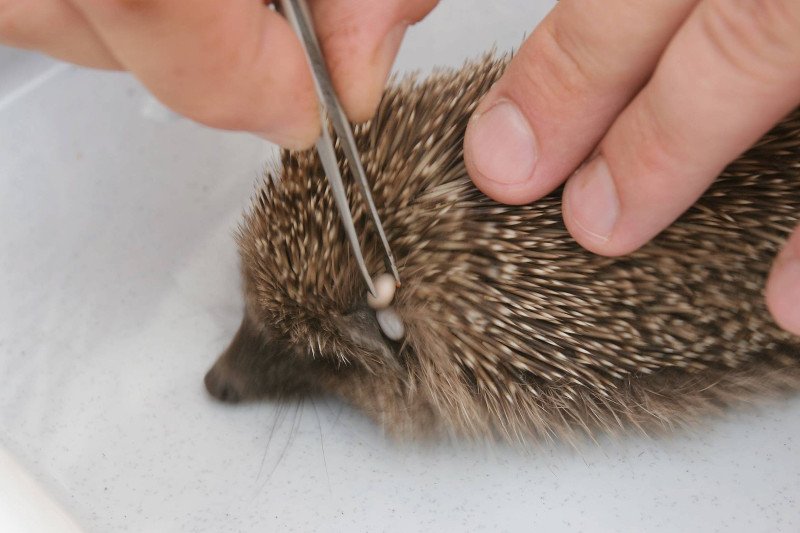 Nawet jeże mają problem z kleszczami.