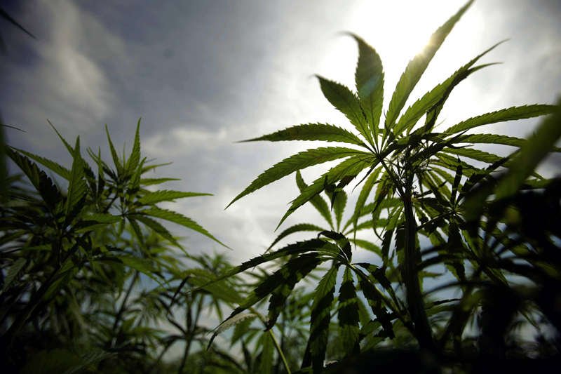 Urugwaj zalegalizował marihuanę. Każdy obywatel będzie mógł kupić do 40 gramów miesięcznie