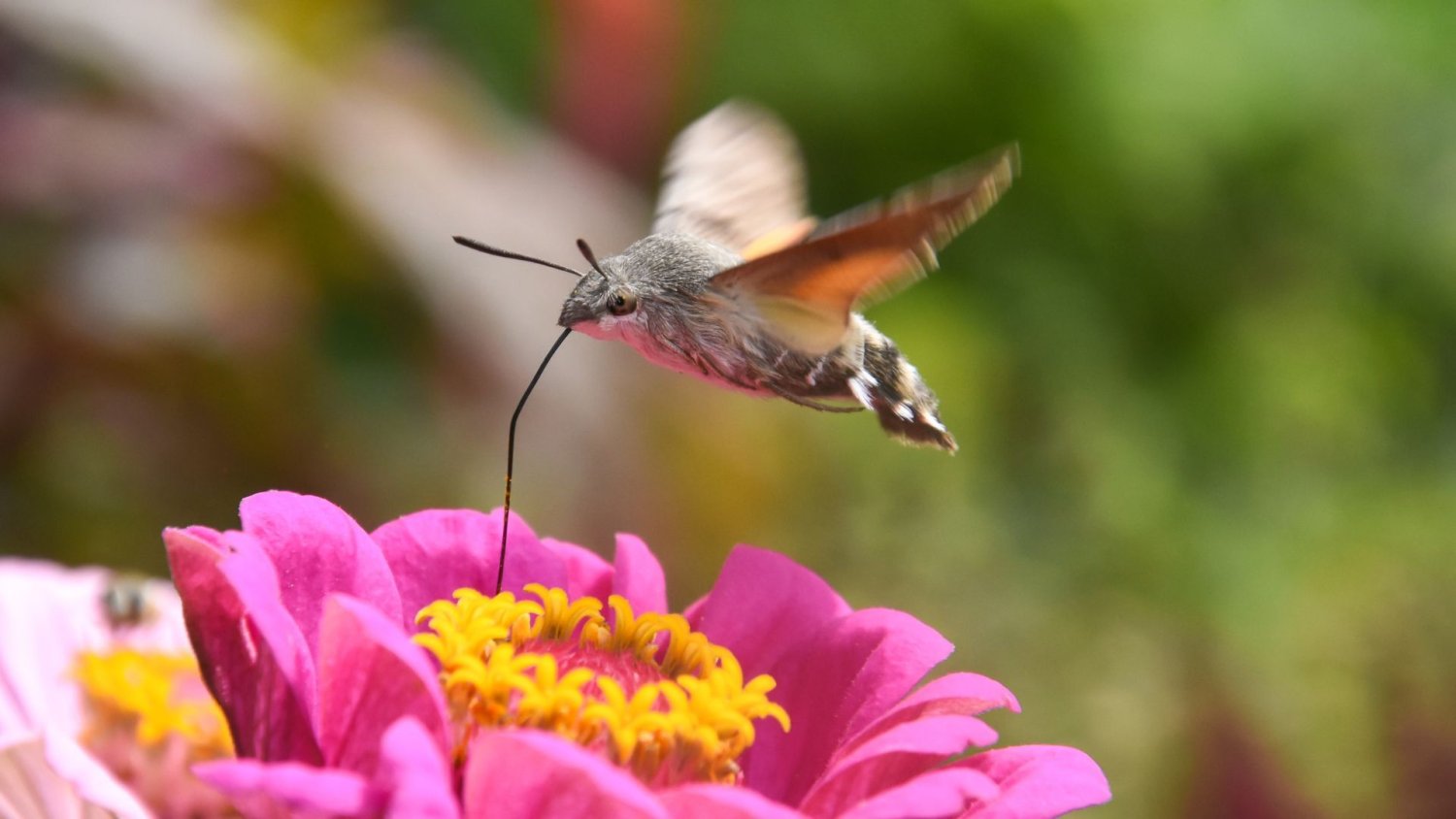 Fruczak gołąbek wraca do ogrodów. Polacy mylą go z kolibrem nie bez powodu