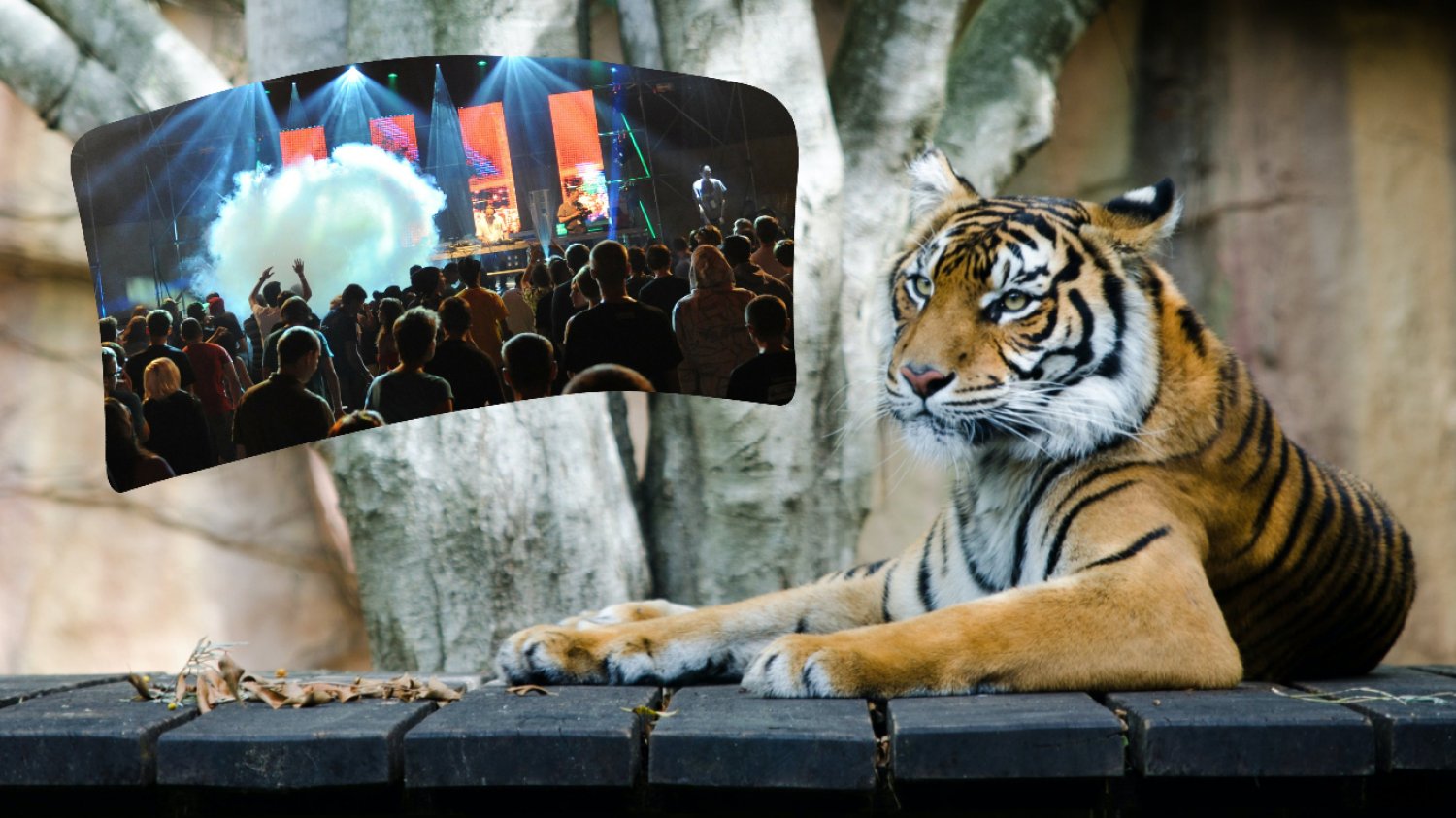 Wygląda na to, że zwierzęta z łódzkiego zoo muszą polubić się z muzyką elektroniczną