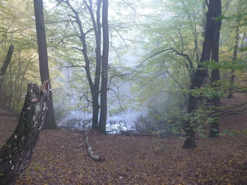 Jeden z kraterów impaktowych w Rezerwacie Meteorytu Morasko koło Poznania