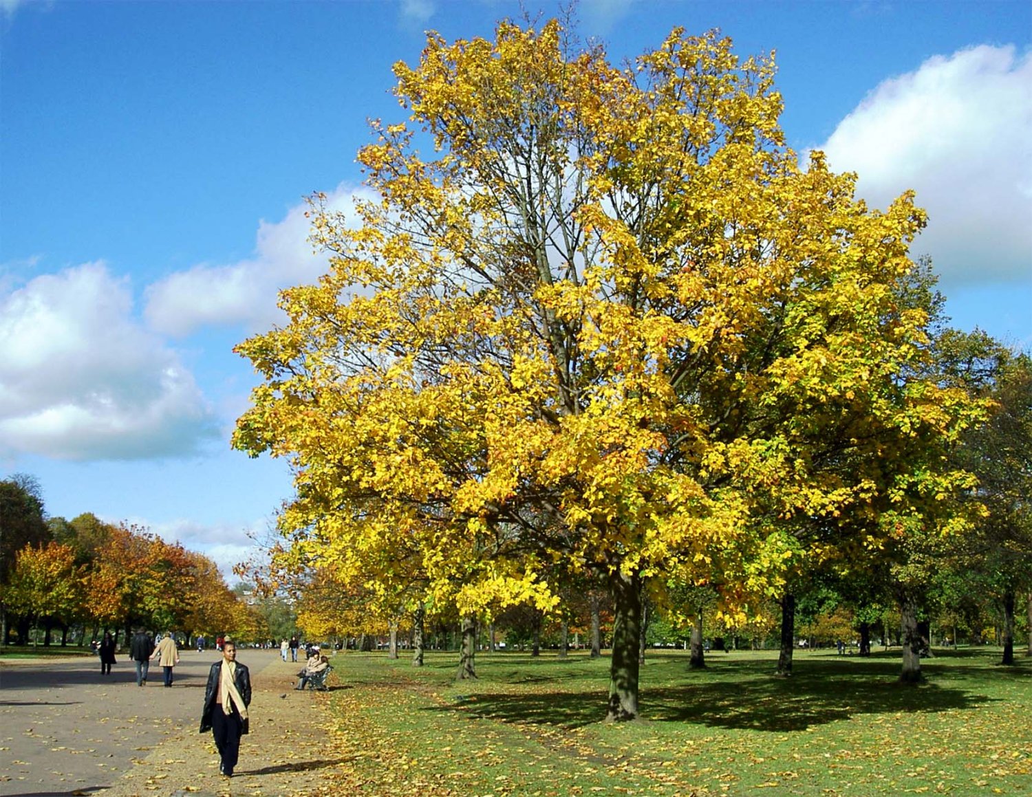 Londyński Hyde Park – idealne miejsce do spacerów w samym centrum miasta.
