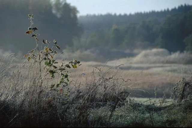 Puszcza Borecka - nad jednym z jezior siedliska ustąpią miejsca inwestycji księdza