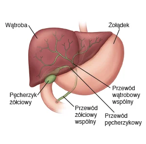 Lokalizacja pęcherzyka żółciowego w ludzkim ciele