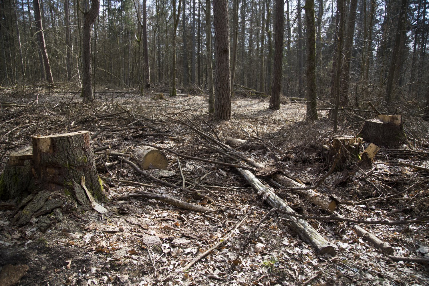 Rząd zamierza kontynuować wycinkę Puszczy Białowieskiej.