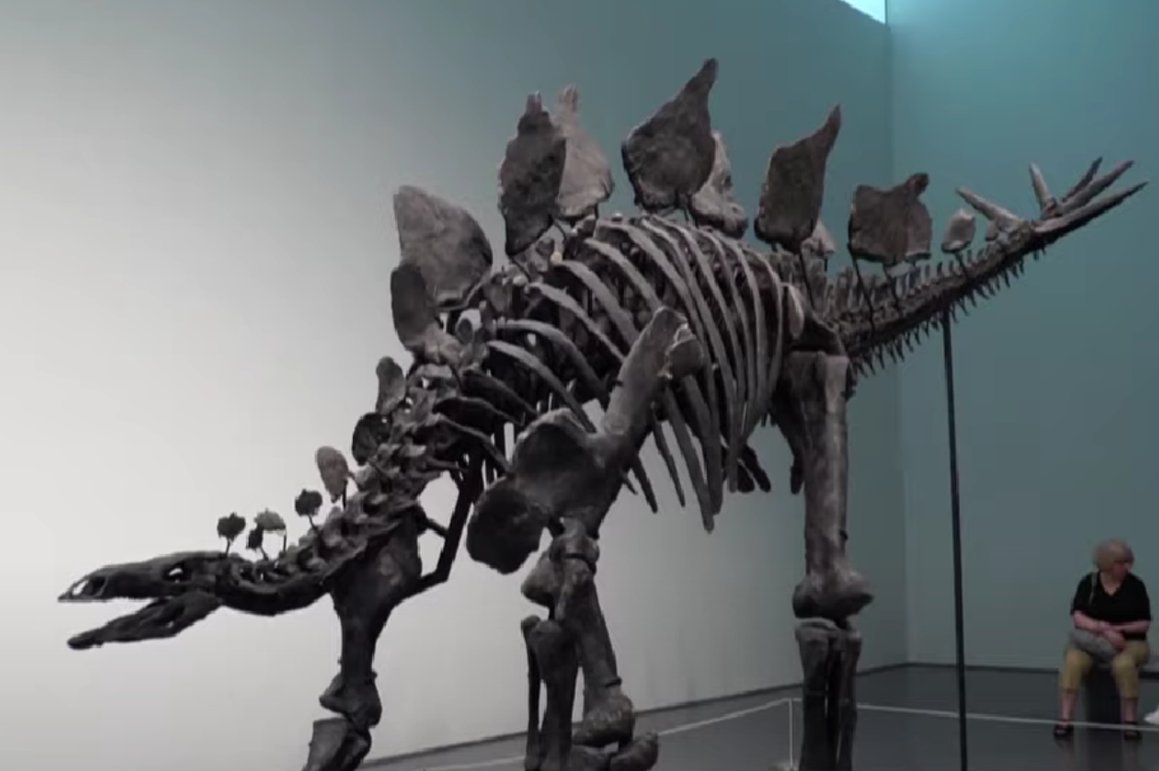 Szkielet stegozaura o przydomku Apex wystawiony na aukcji
