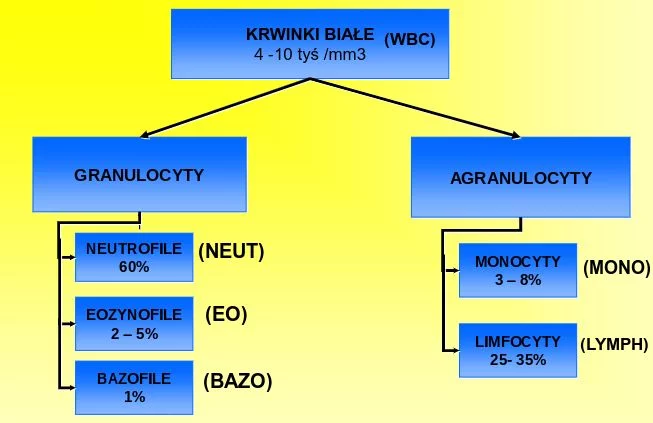 Leukocyty — normy. Jak interpretować wyniki badań krwi i moczu? [WBC]