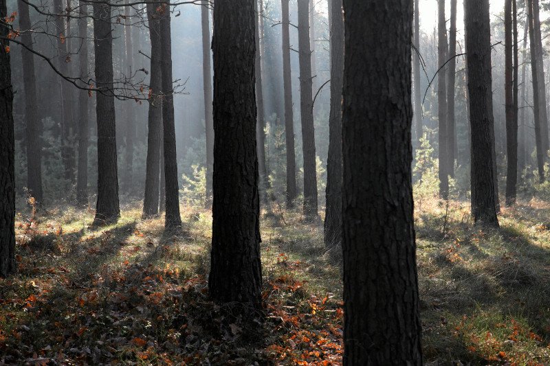Lasy Państwowe są szeroko krytykowane - wszystko w czasie, kiedy ważą się losy referendum m.in. w ich sprawie.