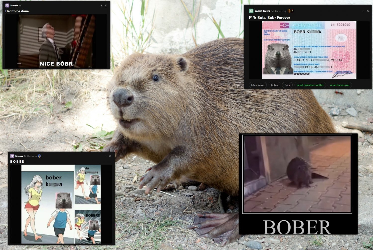 bober memy śmieszne bobry 9gag tiktok dlaczego