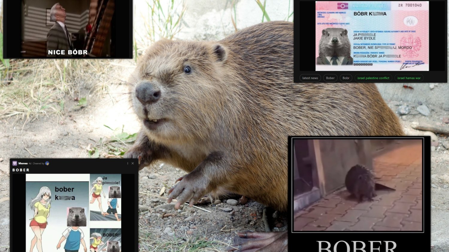 bober memy śmieszne bobry 9gag tiktok dlaczego