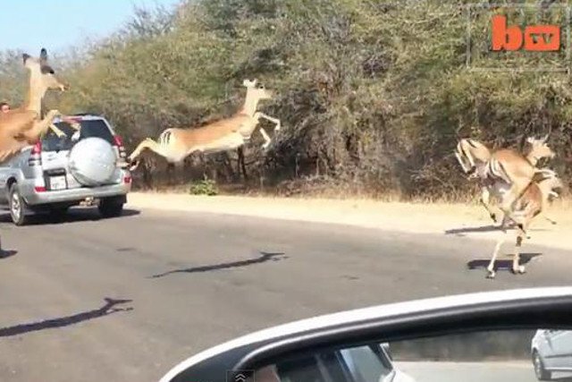 Zwierzęta przebiegają przez jezdnię w niesamowicie szybkim tempie.