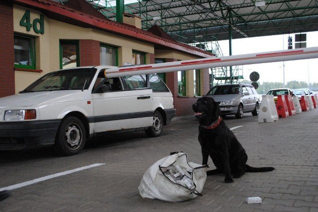 Typowy przemytnik zatrzymany. Samochód zatankowany pod korek rosyjskim paliwem i dodatkowo wór z papierosami. Pies Urzędu Celnego w akcji.