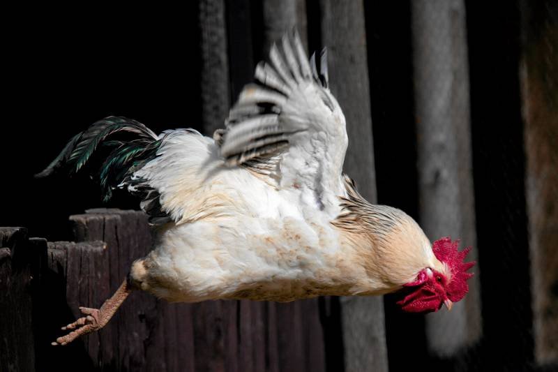 Lecimy z tym "Koko", prosto na Euro 2012