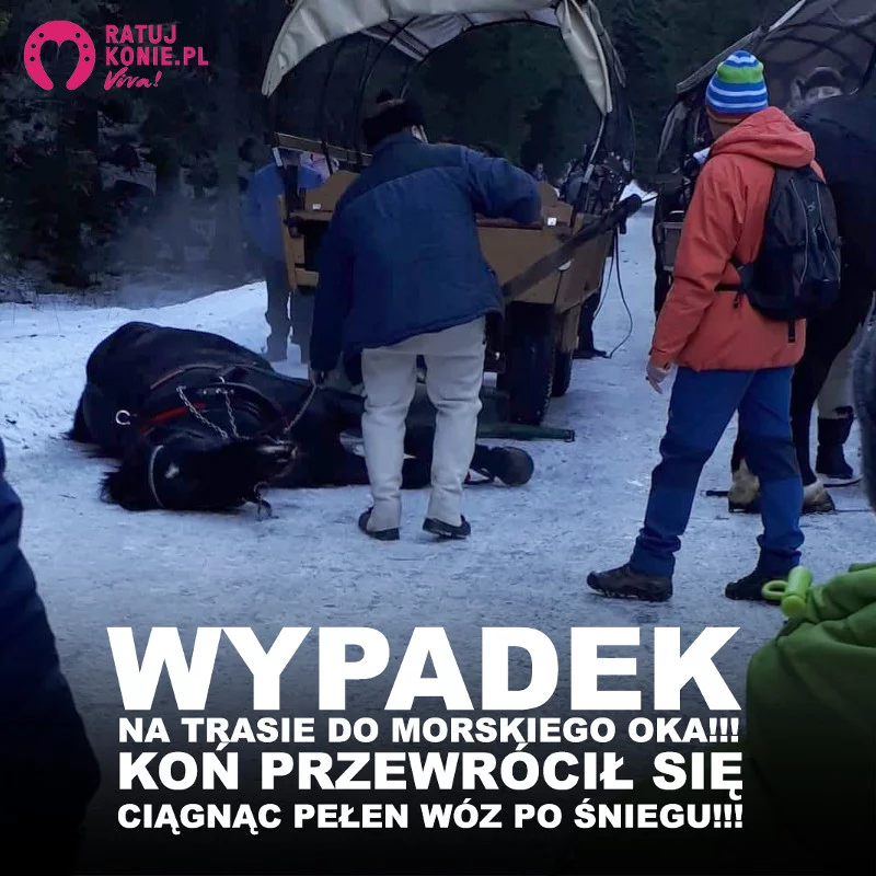 To zdjęcie Fundacja otrzymała od świadka zdarzenia.