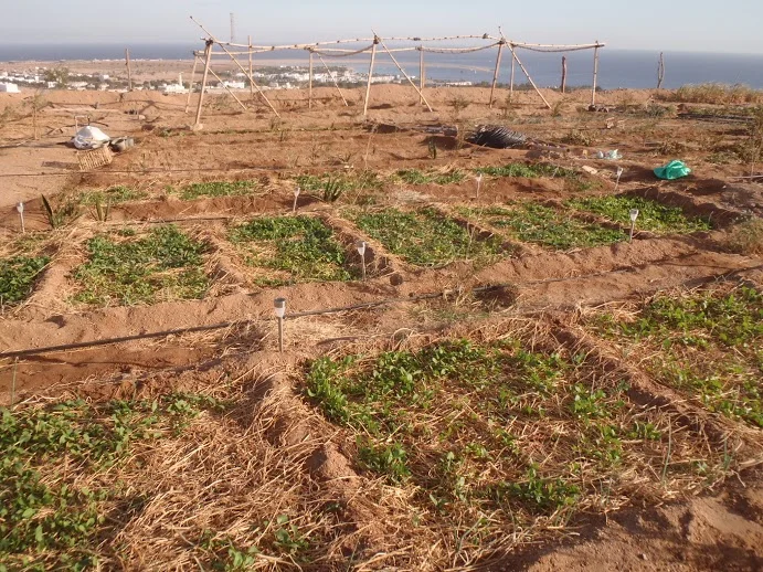 Wadi Maraw Organic Farm