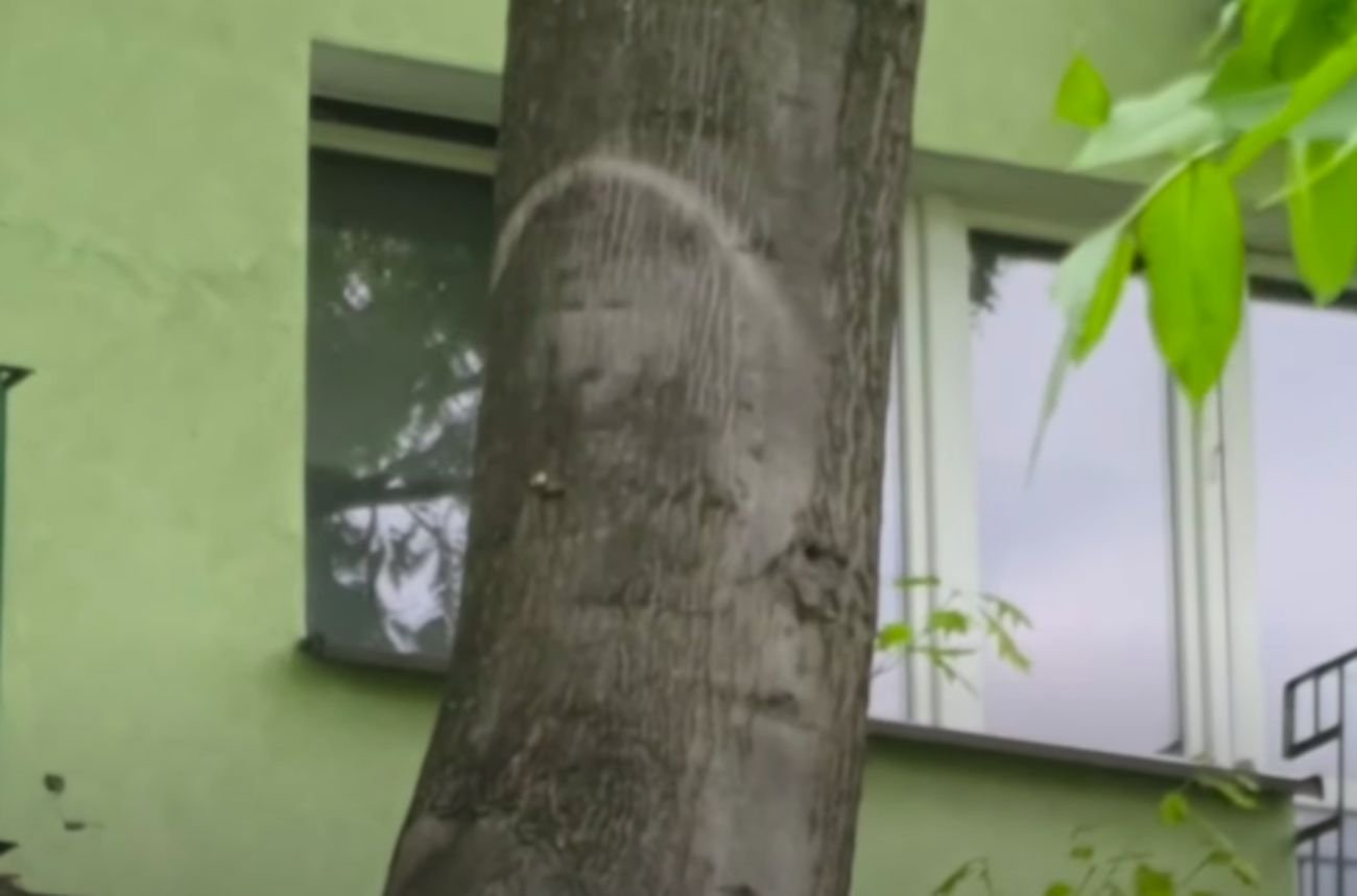 Konar drzewa przy ulicy Spółdzielczej w Parczewie.