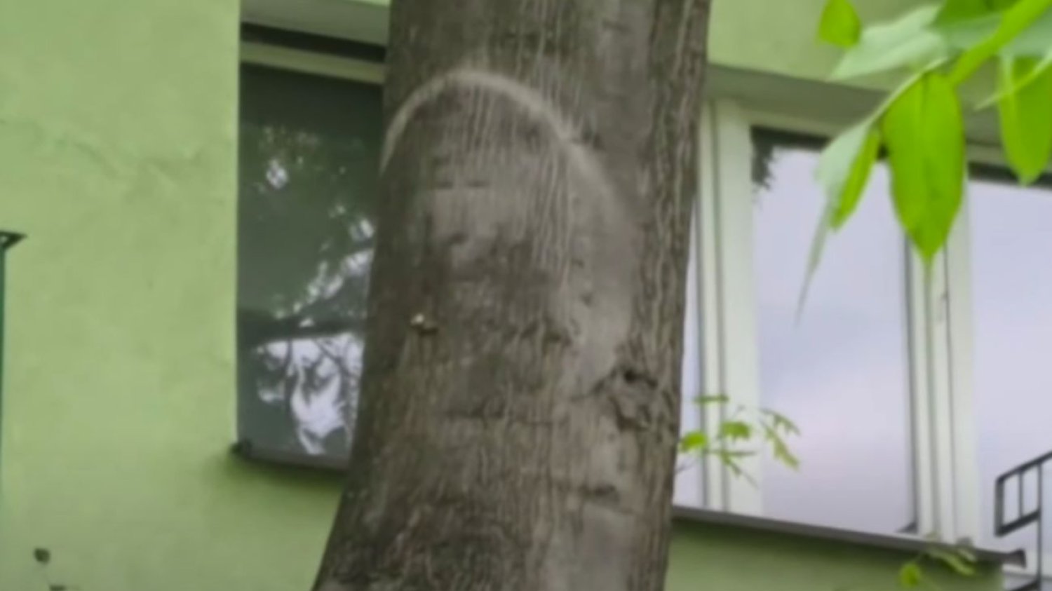 Konar drzewa przy ulicy Spółdzielczej w Parczewie.