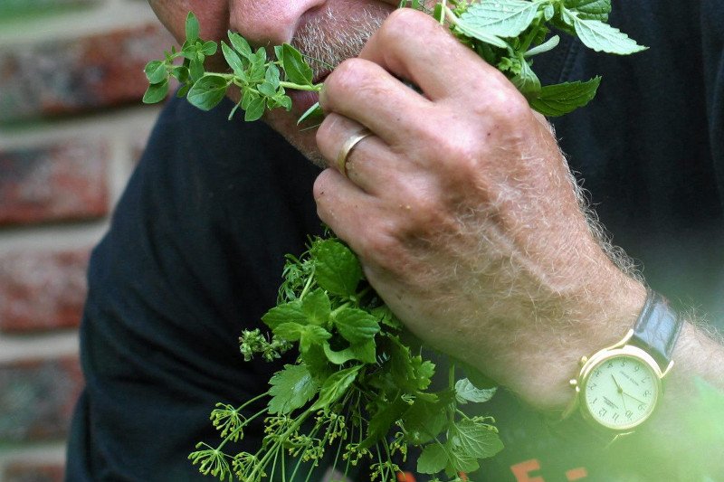 Nie jedzmy ziół, co do których nie jesteśmy pewni, że są jadalne.