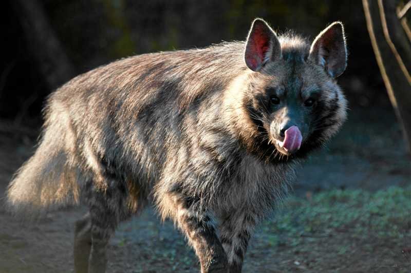 "Hiena Roku" straciła zęby?