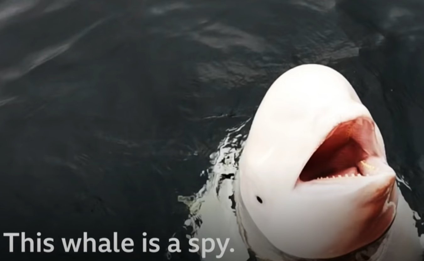 Szpieg wieloryb dostanie azyl.